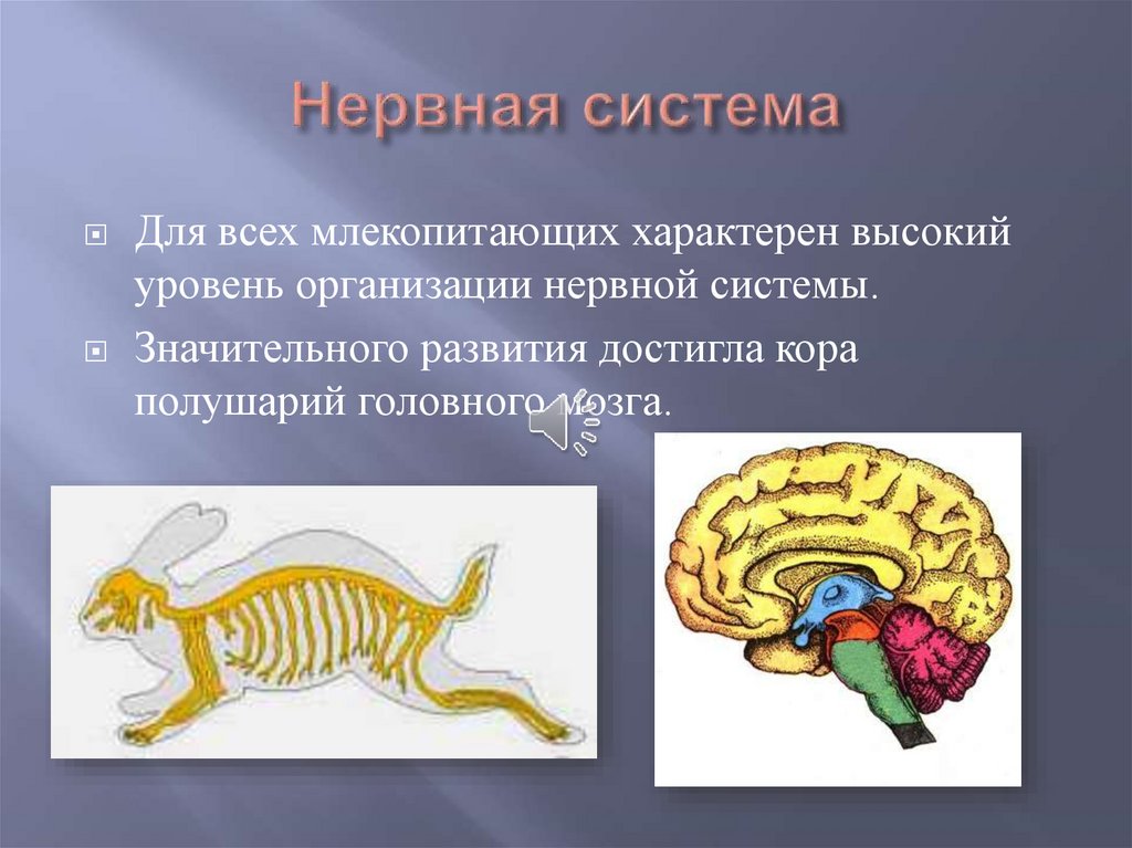 Как называется отдел головного мозга млекопитающих. Нервная система млекопитающих 7 класс биология. Строение нервной системы млекопитающих. Нервная система млекопитающих головной мозг. Класс млекопитающие нервная система.