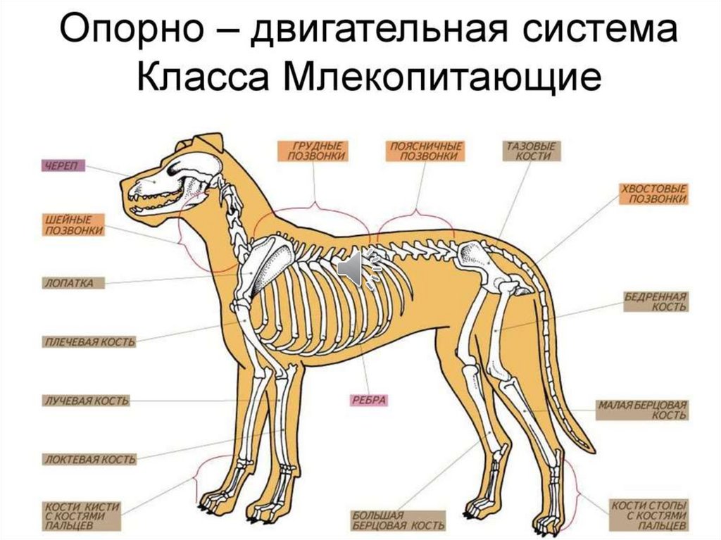 Опорно двигательная система презентация 7 класс