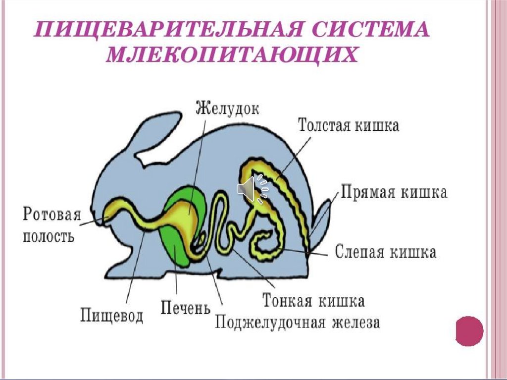 Пищеварительная железа млекопитающих. Пищеварительная система млекопитающих схема. Схема строения пищеварительной системы млекопитающих рисунок. Схема строения пищеварительной системы кролика. Пищеварительная система млекопитающих 7 класс.