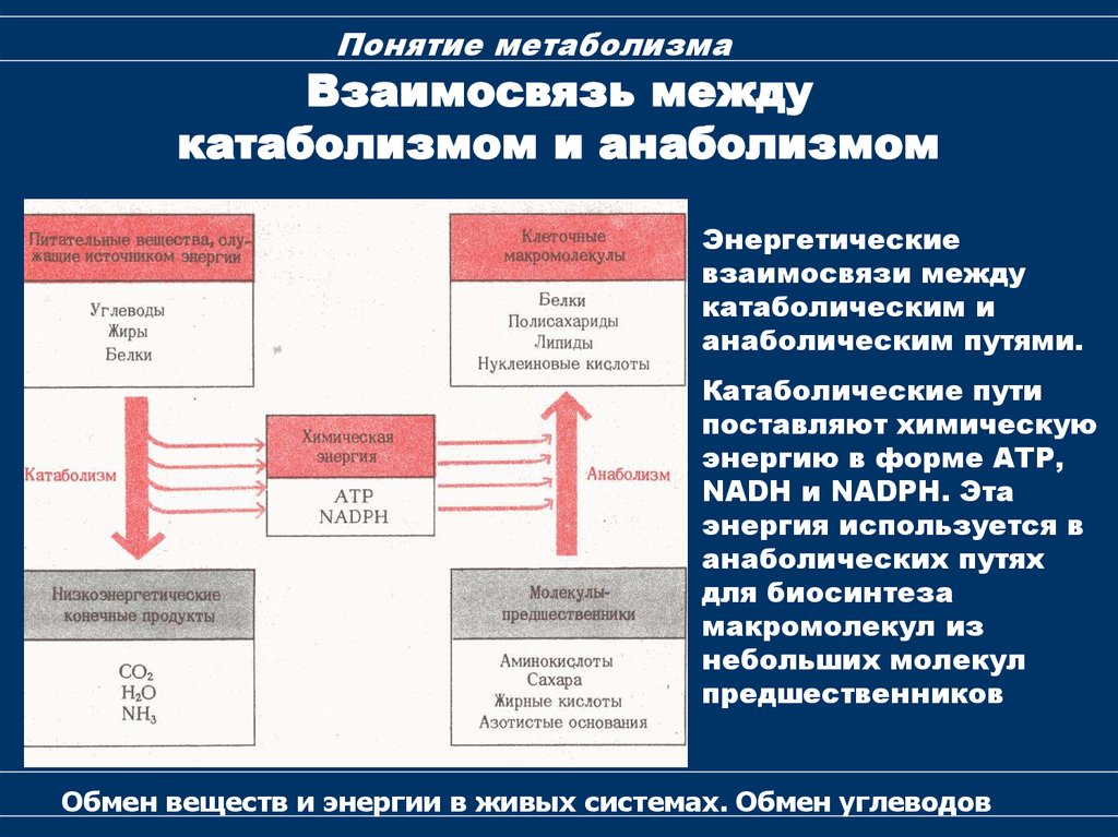 Обмен веществ и энергии анаболизм катаболизм