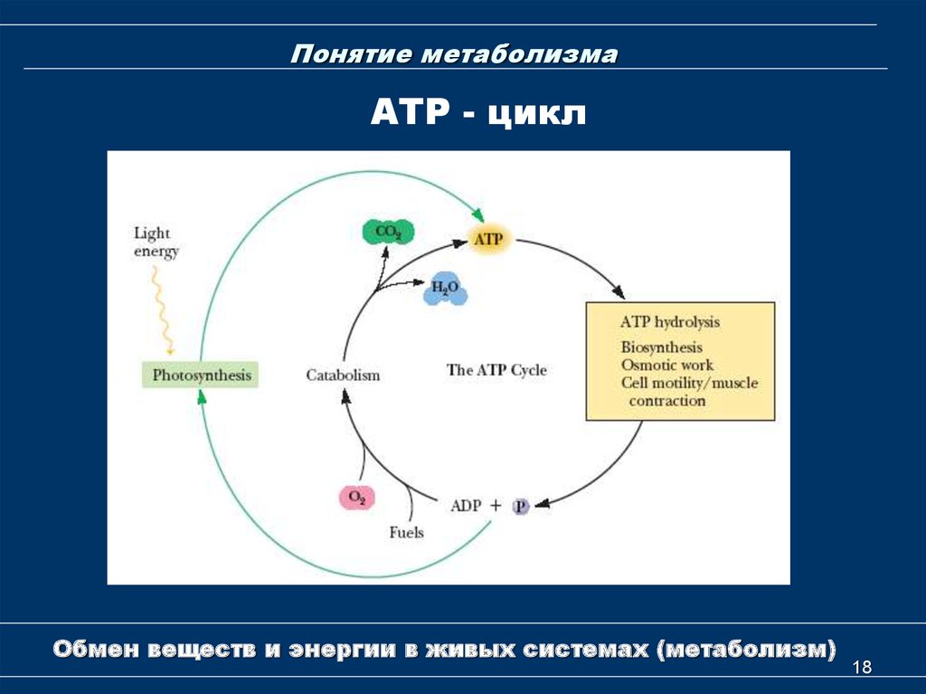 Понятие об обмене веществ в организме. Цикл обмена веществ. Понятие о метаболизме. Метаболический цикл. Цикл метаболизма схема.