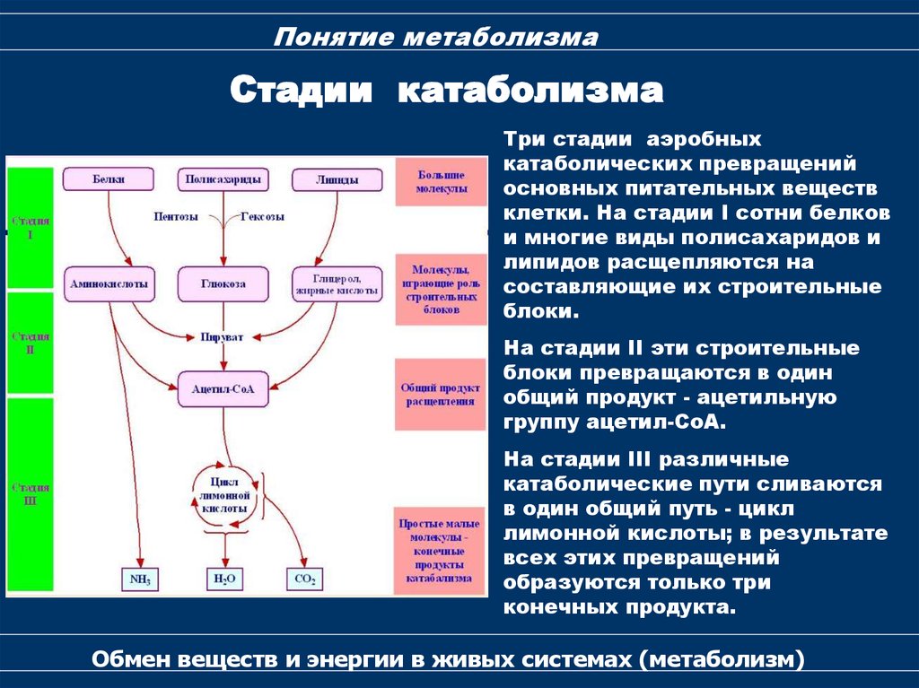 Понятие обмена веществ