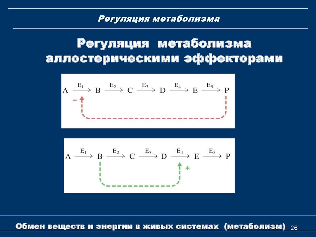 Эффекторы ферментов. Структура фермента активный и аллостерический центр. Аллостерическая регуляция. 6. Сравните активный и аллостерический центр фермента.. Примеры аллостерических ферментов и их эффекторов.