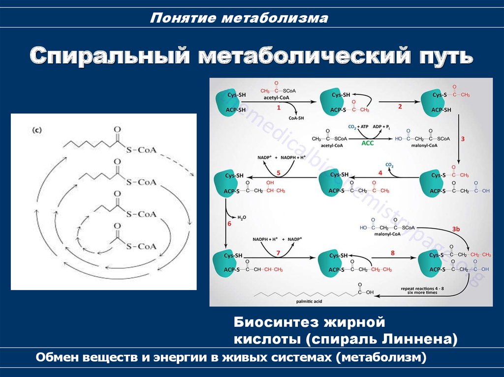 Обмен веществ метаболизм презентация