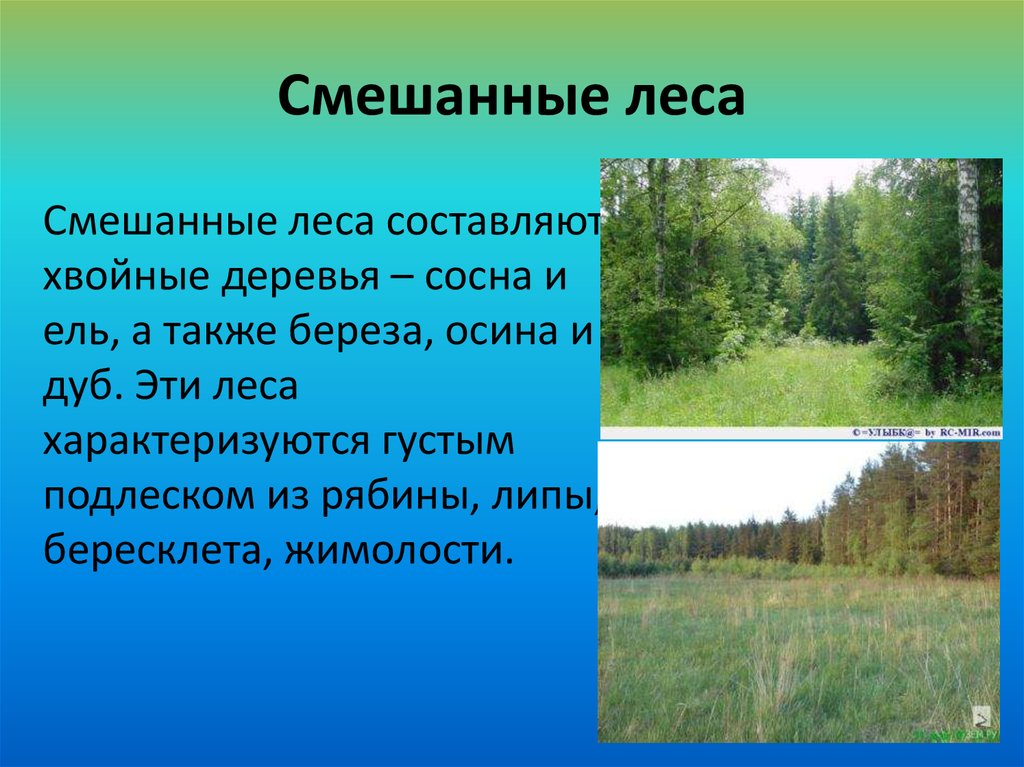 Почвы зоны смешанных лесов в россии. Растения смешанных лесов. Смешанные леса доклад. Смешанные леса человеческая деятельность. Смешанные леса вопросы.