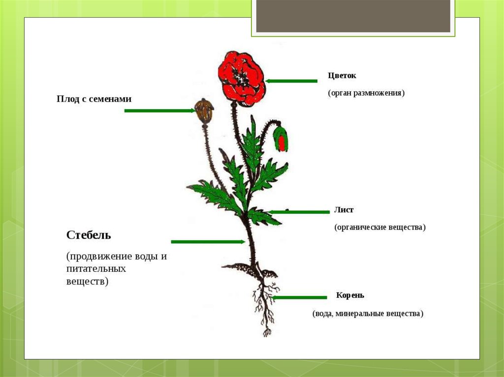 Какие части растения использует человек. Схема строения цветкового растения. Внешнее строение цветкового растения схема. Схема частей растений корень стебель ..... Строение органов цветкового растения.