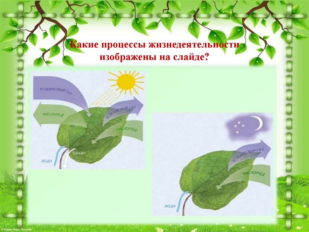 Растительные процессы. Процессы жизнедеятельности растений. Биологические процессы растений. Основные процессы растений. Схема процессов жизнедеятельности растений.