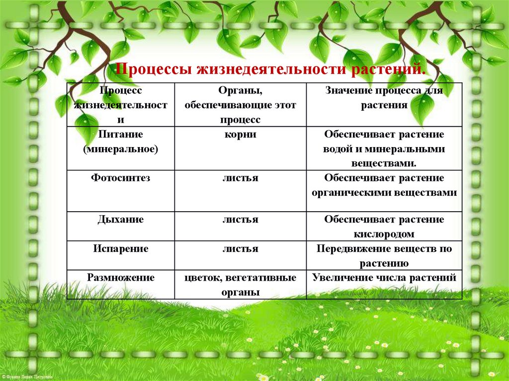 Процессы жизнедеятельности организмов биология. Таблица процессы жизнедеятельности растительных организмов. Основные процессы жизнедеятельности растений. Биология 7 класс .основные процессы жизнедеятельности растений. Процессы жизнедеятельности растительных организмов схема.