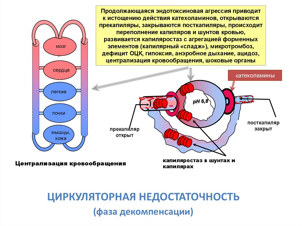 Гипоксия циркуляторного типа