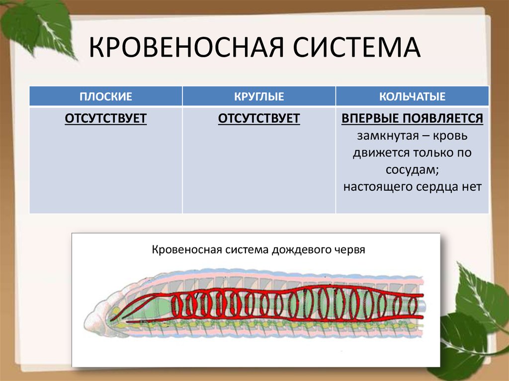 Какие особенности кольчатых червей. Кровеносная система кольчатых червей. Кровеносная система плоских круглых и кольчатых червей. Системы органов плоских червей. Кровеносная система плоских червей.