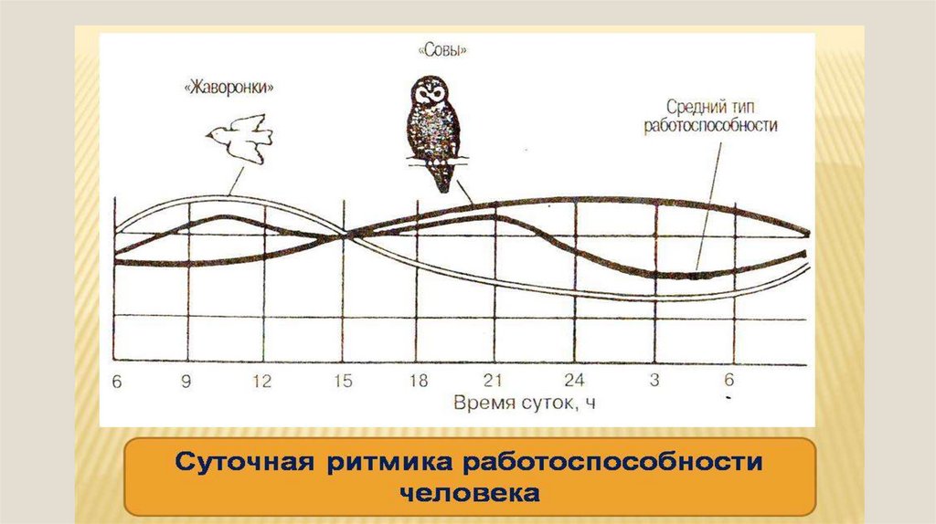 Средний тип. Суточная ритмика работоспособности. Суточный ритм работоспособности. Суточная ритмика работоспособности человека голубь. Работоспособность Жаворонков график.