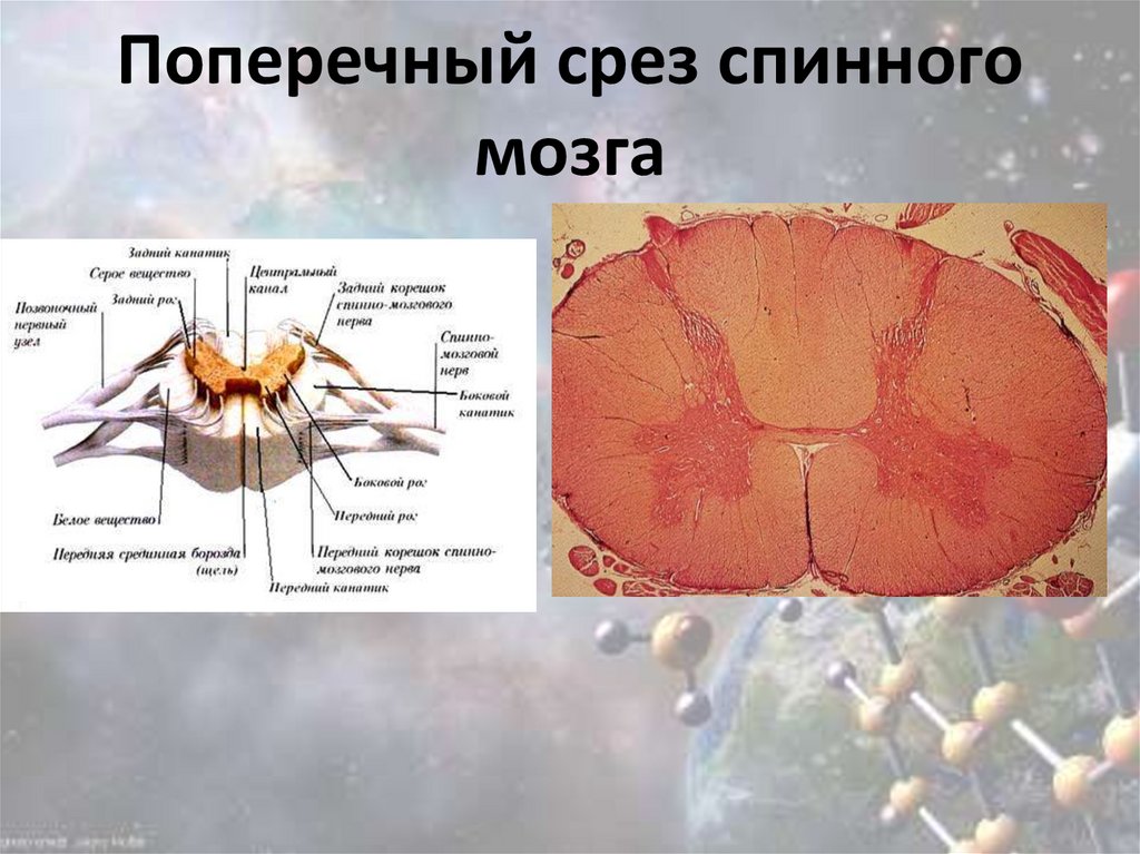 Спинной мозг поперечный