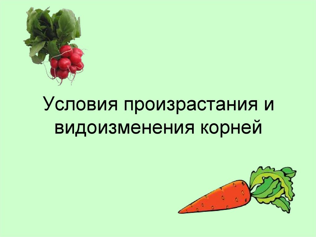 Видоизменения презентация 6 класс. Условия прорастания и видоизменения корней. Условия произрастания и видоизменения корней. Условии произрастания и видоизмения корней. Условия прорастания и видоизменения корня»..