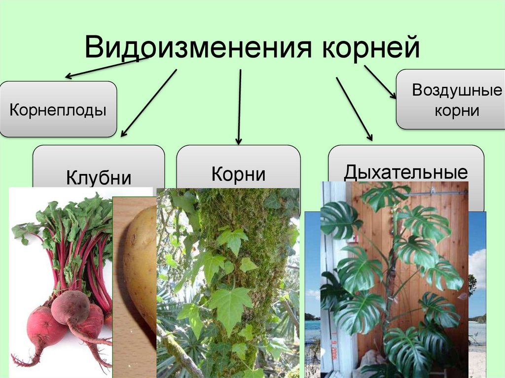 Видоизменения корней 6 класс биология презентация