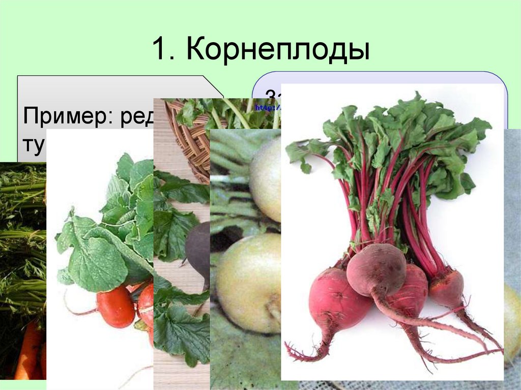 Корнеплоды список с картинками