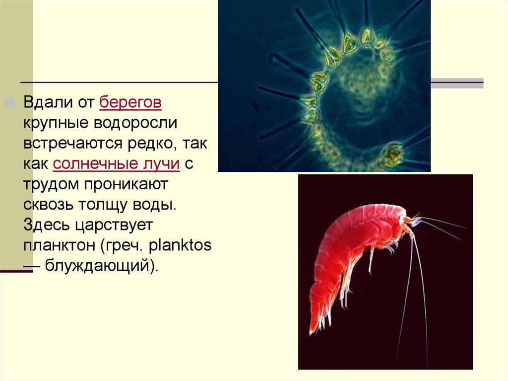 В состав планктона входят