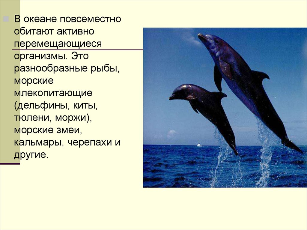 Дельфин относится к группе животных. Жизнь в океане презентация. Презентация на тему жизнь в океане. Жизнь в океане доклад. Проект на тему жизнь в океане.