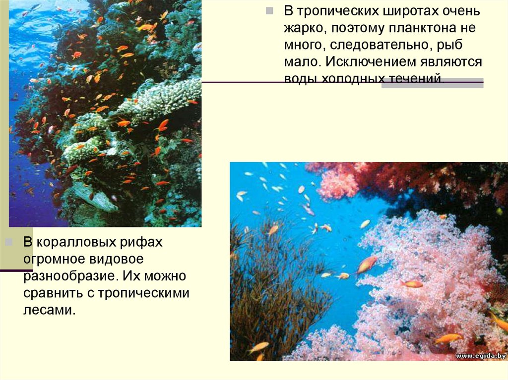 Жизнь в океане доклад 6 класс география. Жизнь в океане презентация. Видовое разнообразие в коралловых рифах. Сообщение о жизни в мировом океане. Проект на тему жизнь в океане.