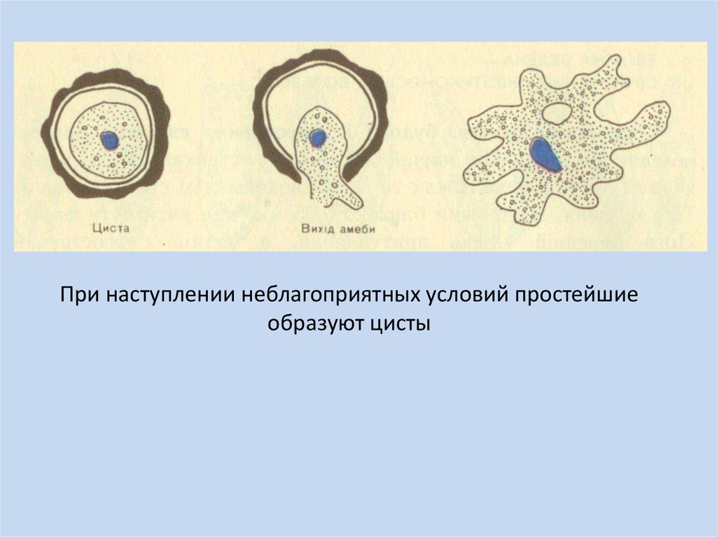 Какое простейшее образует. При наступлении неблагоприятных условий простейшие образуют. Цисты простейших. Неблагоприятные условия для простейших. При неблагоприятных условиях образует цисту.