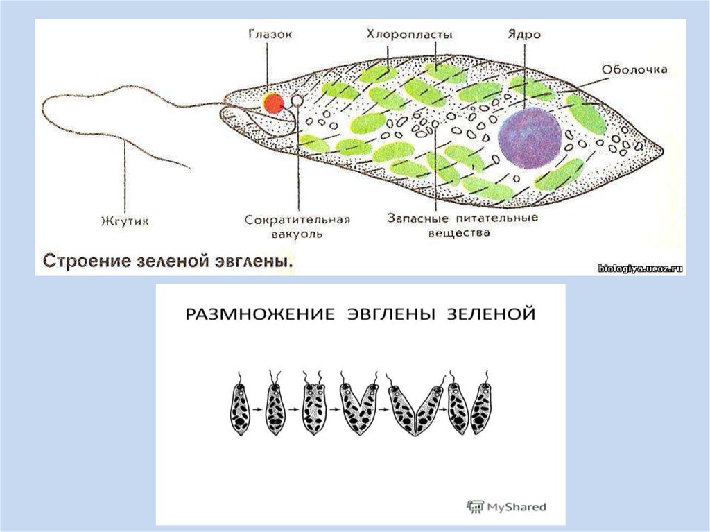 Какое простейшее образует. У кишечнополостных запасное пит вещество гликоген.