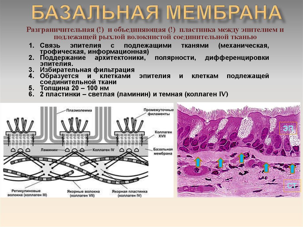 Базальная мембрана функции. Базальная мембрана эпителия. Ретикулярная базальная мембрана. Базальная мембрана интегрины. Строение кожи базальная мембрана.