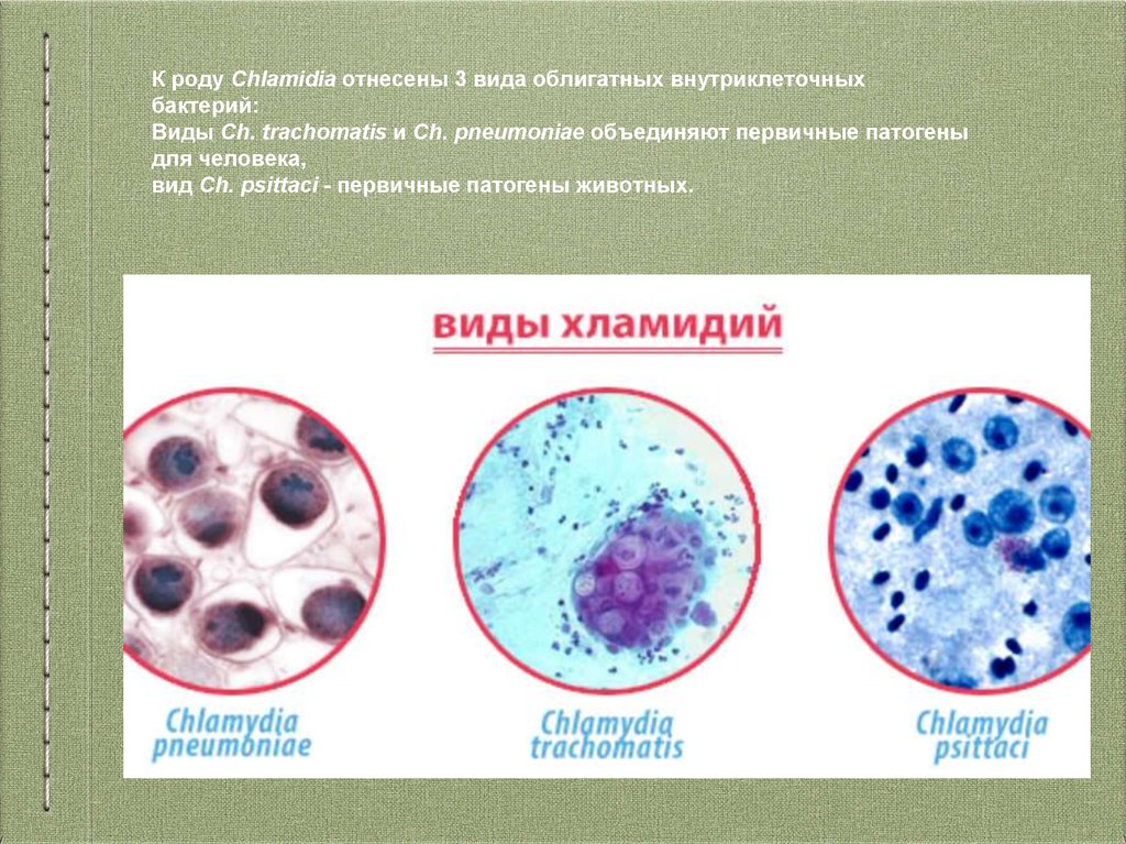 Определение хламидий. Хламидии форма бактерии. Урогенитальный хламидиоз морфология. Хламидии trachomatis микробиология. Хламидии метод окраски.