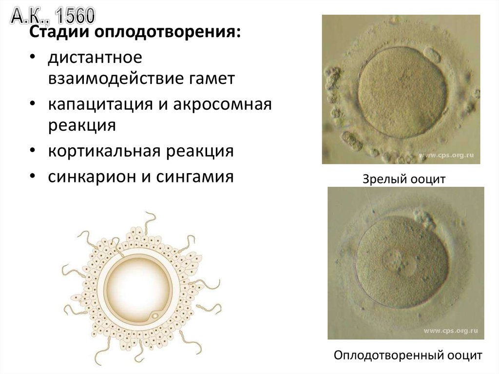 Оплодотворение и развитие презентация