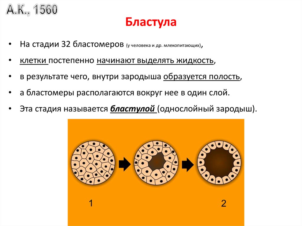 Бластула у человека образуется в результате