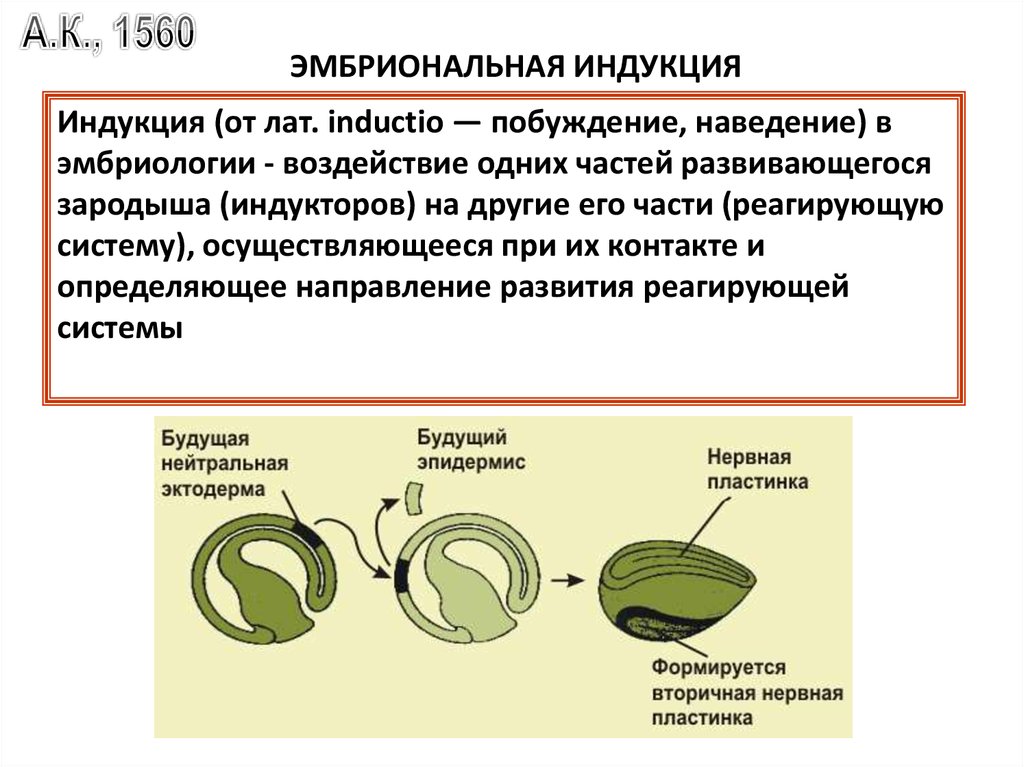 Развитие зародыша презентация