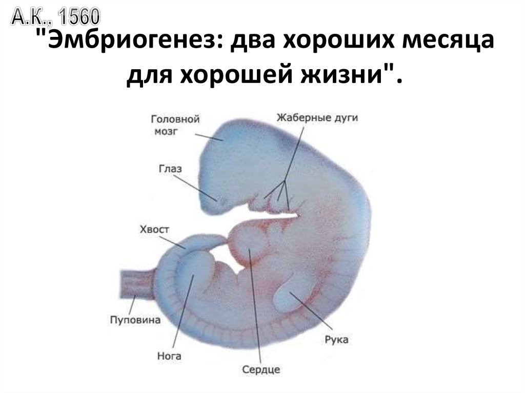 На рисунке изображен эмбрион человека в разный период времени какое свойство живых систем