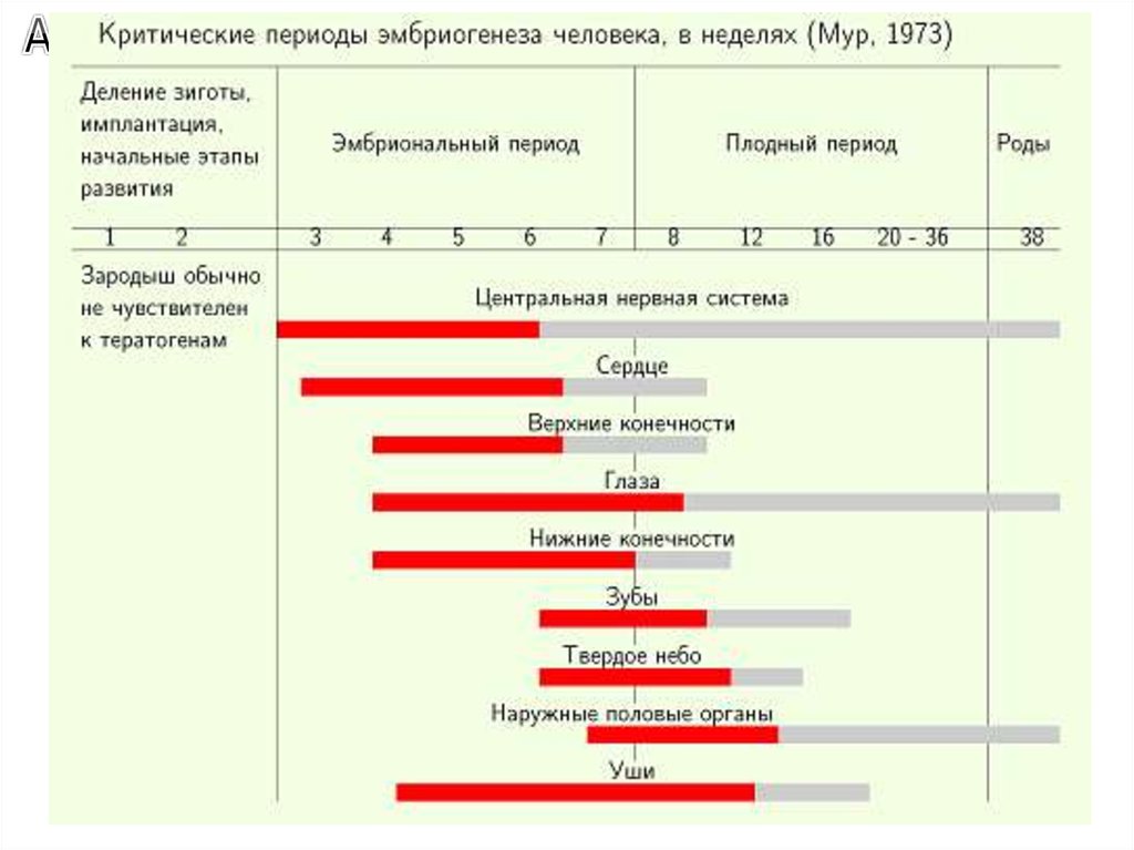 Про периоды. Критические периоды эмбриогенеза таблица. Критические периоды развития эмбриональный период. Критические периоды развития таблица. Критические периоды развития эмбриона таблица.