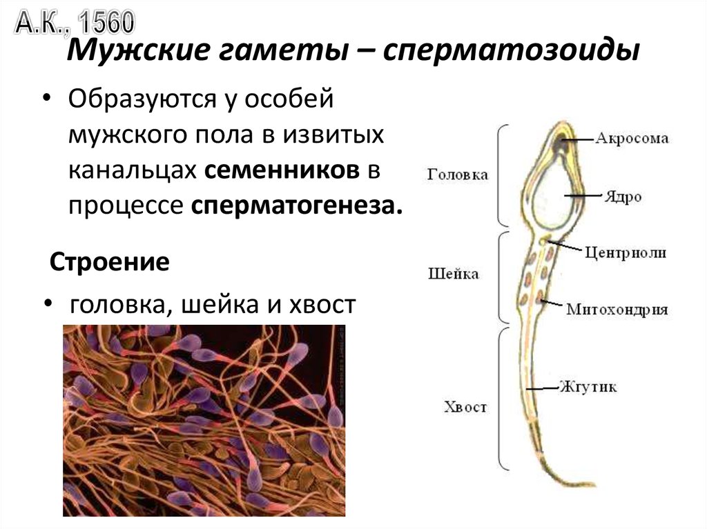 Развитие мужских гамет