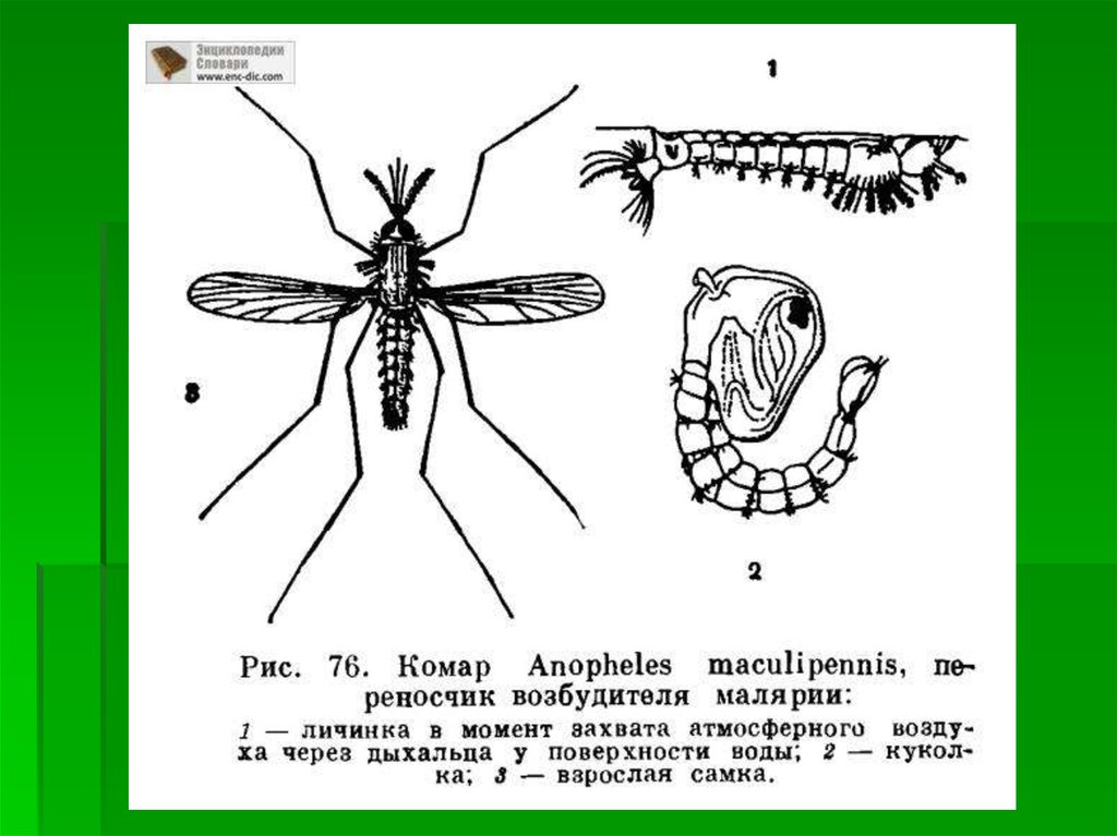 Крылья насекомого комара. Строение куколки комара Anopheles. Малярийный комар морфология. Малярийный комар строение. Комар рода анофелес строение.