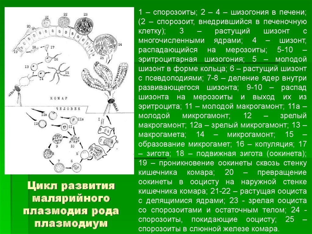 Малярийный плазмодий жизненный цикл промежуточный хозяин