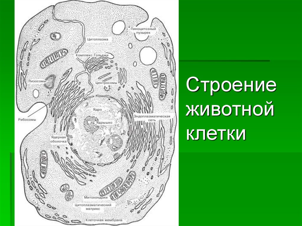 Строение 9. Строение эукариотической клетки человека. Строение эукариотической клетки рисунок. Схема строения эукариотической клетки рисунок. Строение эукариотической клетки черно-белые.