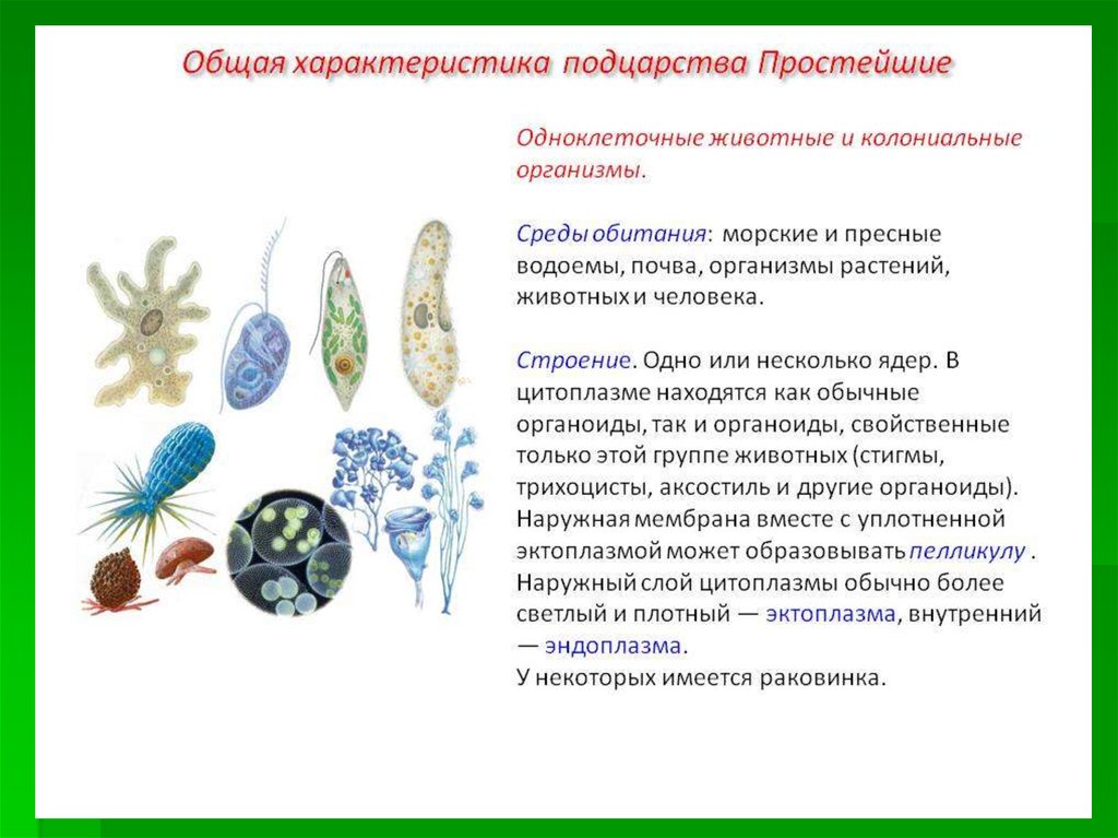 Признаки подцарства простейшие. Подцарство одноклеточные. Характеристика подцарства простейшие. Подцарство одноклеточные или простейшие. Подцарство одноклеточные животные или простейшие.