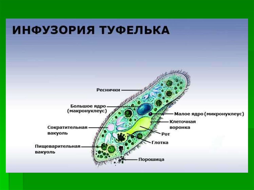 Строение инфузории туфельки