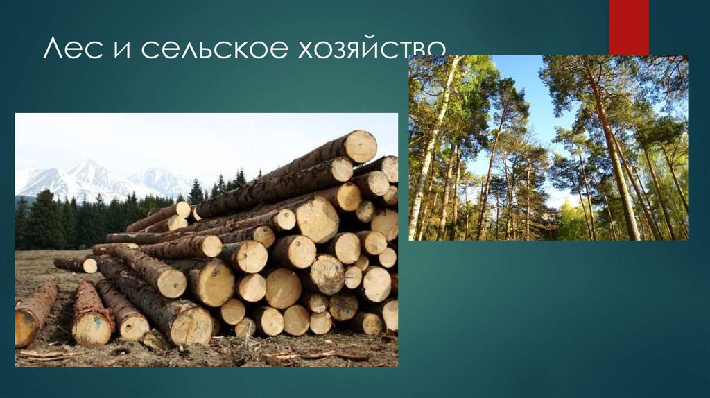 Лес и сельское хозяйство