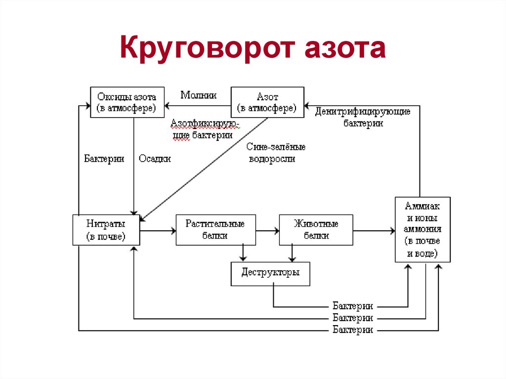 Круговорот азота в природе картинка