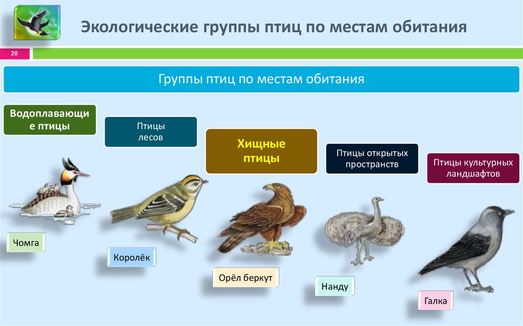 Какие представители у птиц. Среда обитания птиц. Представители группы птицы. Экологические группы птиц презентация. Экологическая группа водоплавающие птицы.
