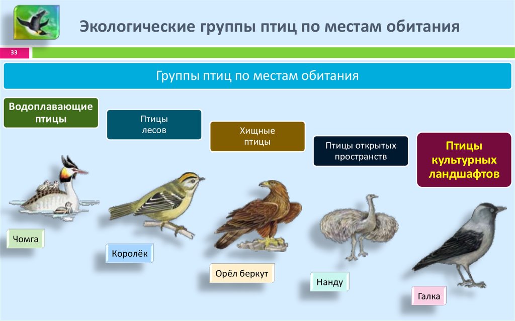 Экологические типы птиц презентация