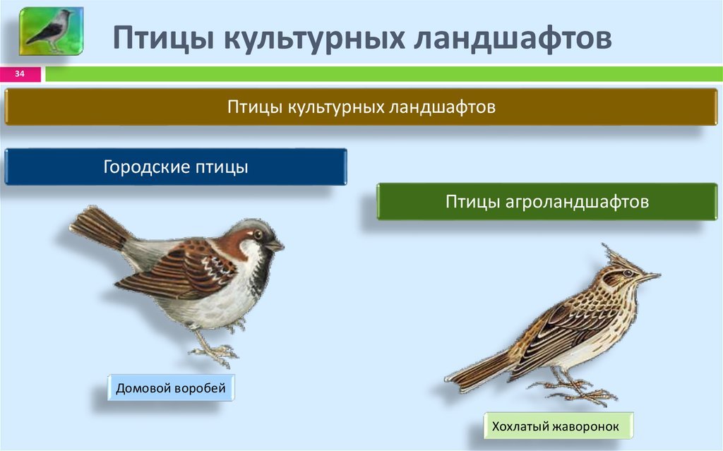 Экологические группы птиц презентация