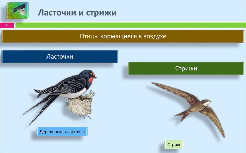 Различия птиц. Птицы которые кормятся в воздухе. Стриж и Ласточка. Отличие ласточки от стрижа. Экологическая группа ласточки.