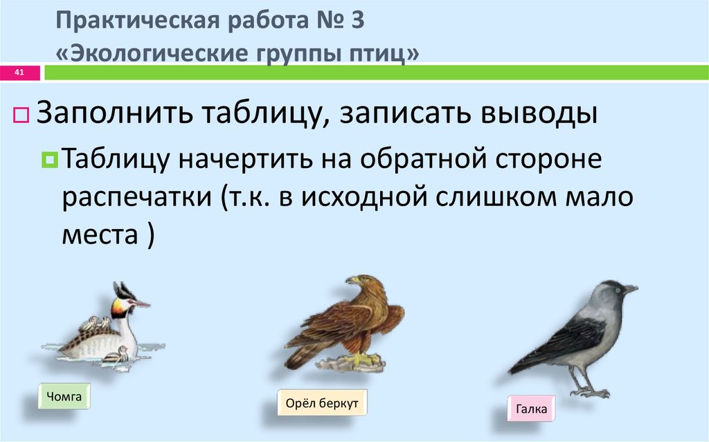 Название группы птиц