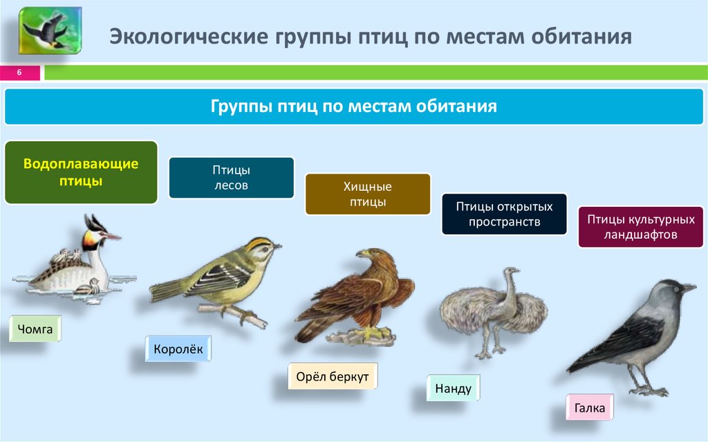 Самостоятельная работа по биологии птицы