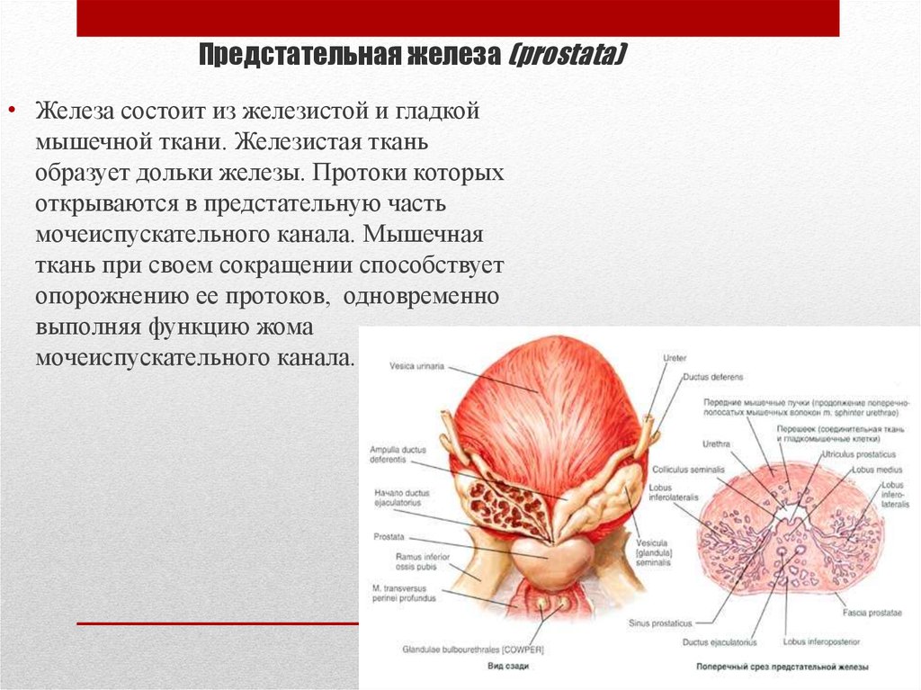 Строение предстательной железы. Функции предстательной железы анатомия. Предстательная железа состоит из мышечной и ткани. Строение предстательной железы у мужчин анатомия. Проток предстательной железы открывается.