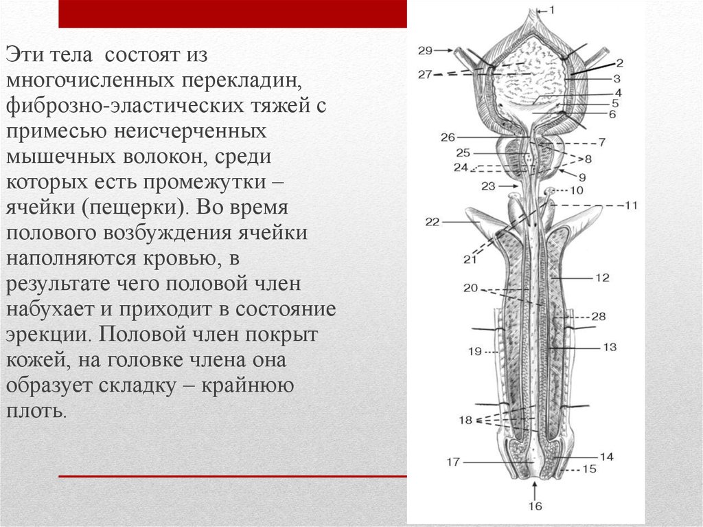 Половый орган мужчины. Из чего состоит мужской член. Мужской половой орган картинки. Из чего состоит мужской половой орган.