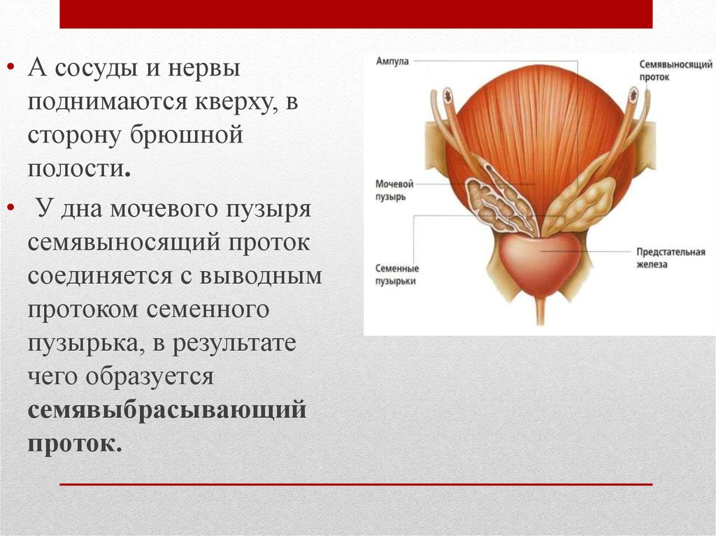 Предстательная железа у мужчин картинки. Семенные пузырьки анатомия. Сосуды и нервы мочевого пузыря. Семявыносящий проток сосуды и нервы. Семявыносящий проток мочевой пузырь.