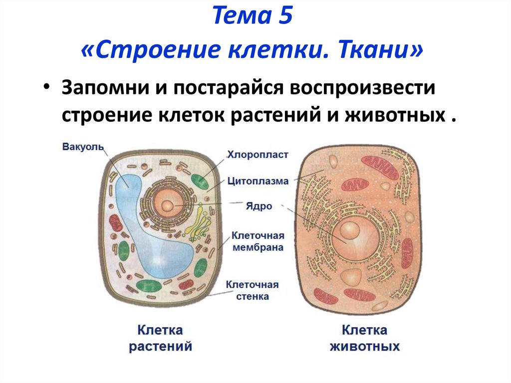 Тема по биологии строение клетки