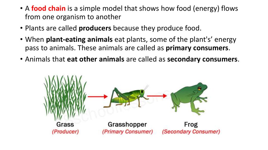 Food chain and food web - online presentation
